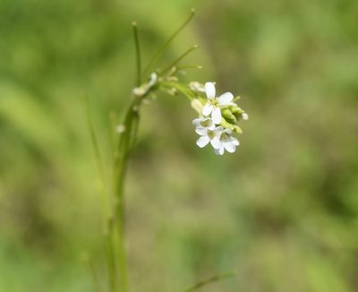Arabis hirsuta, photographed by Repina Tatyana