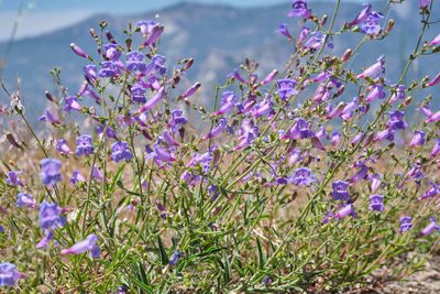Penstemon laetus, photographed by Shawn O'Donnell