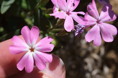 Phlox speciosa, photographed by Shawn O'Donnell