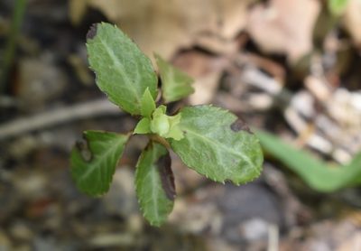 Chimaphila japonica, photographed by Repina Tatyana
