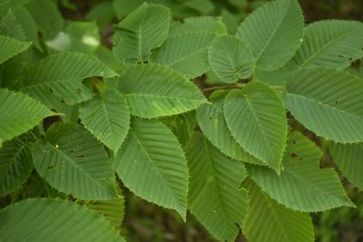 Carpinus cordata, photographed by Repina Tatyana