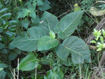 Solanum betaceum, photographed by Doug Miller