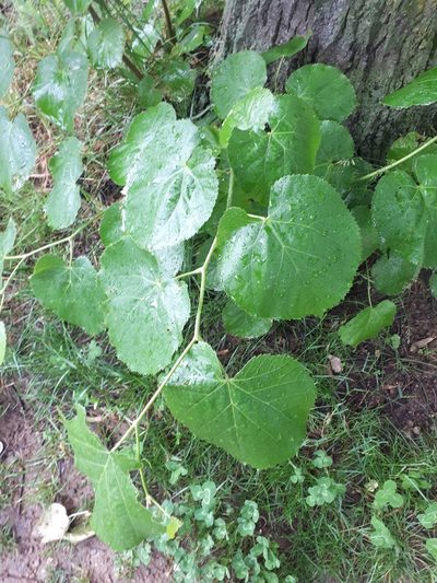 Tilia tomentosa, photographed by Manuel R Popp