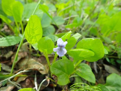 Viola epipsiloides, photographed by Matt Muir
