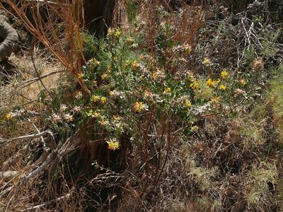 Acmispon dendroideus