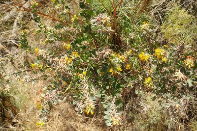 Acmispon dendroideus, photographed by Casey H. Richart