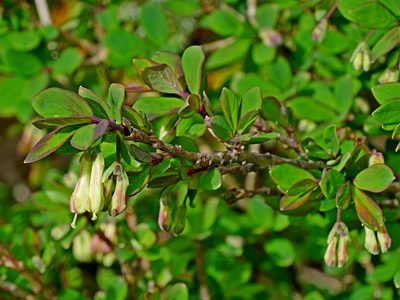 Lonicera kawakamii, photographed by Jacy Chen