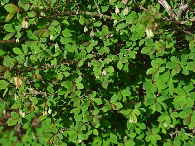 Lonicera kawakamii, photographed by Jacy Chen