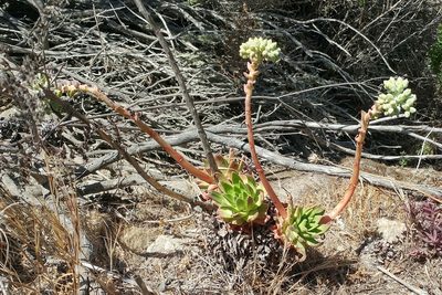 Dudleya greenei, photographed by Casey H. Richart