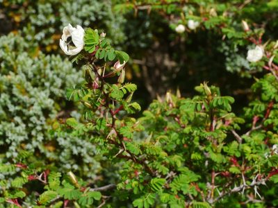 Rosa morrisonensis, photographed by Jacy Chen
