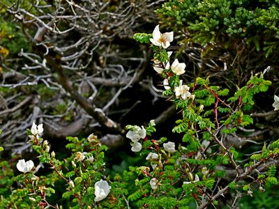 Rosa morrisonensis, photographed by Jacy Chen