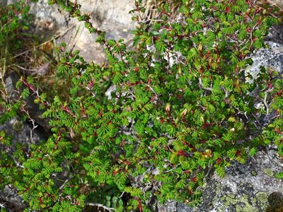 Rosa morrisonensis, photographed by Jacy Chen