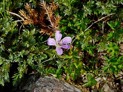 Geranium hayatanum, photographed by Jacy Chen