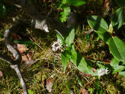 Maianthemum formosanum, photographed by Jacy Chen