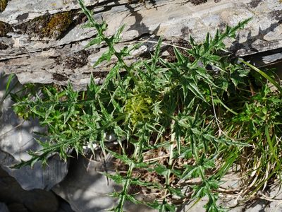 Cirsium arisanense, photographed by Jacy Chen