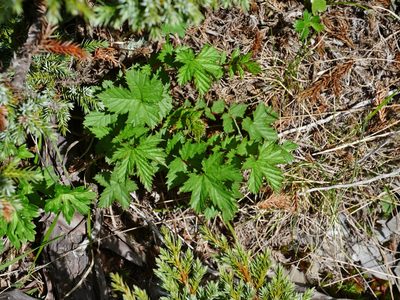 Filipendula kiraishiensis, photographed by Jacy Chen