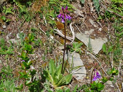 Primula miyabeana, photographed by Jacy Chen