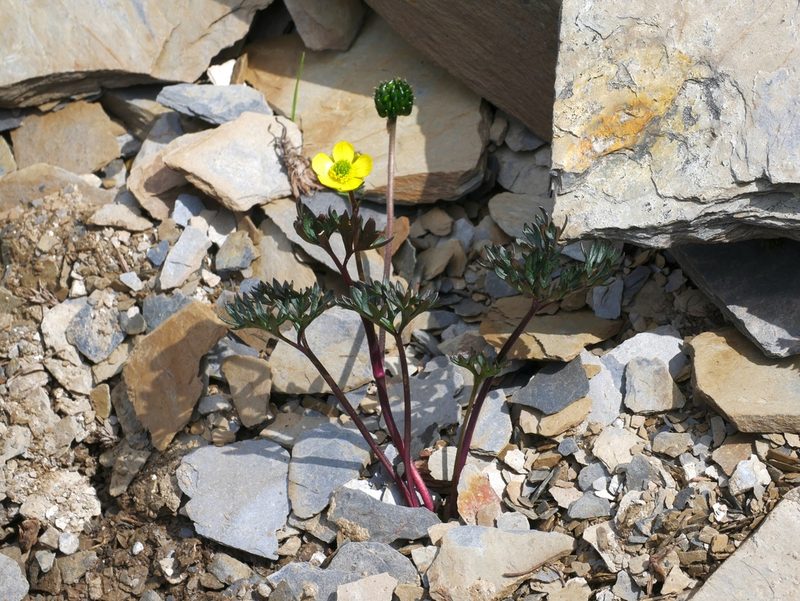 Ranunculus morii, photographed by Jacy Chen