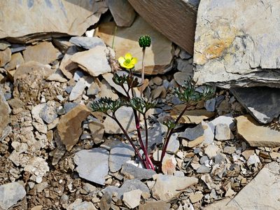 Ranunculus morii, photographed by Jacy Chen
