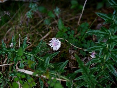 Thalictrum rubescens, photographed by Jacy Chen