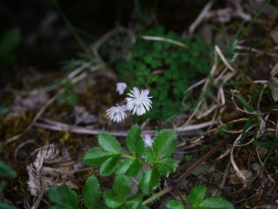Thalictrum rubescens, photographed by Jacy Chen
