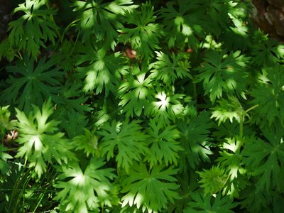 Aconitum fukutomei, photographed by Jacy Chen