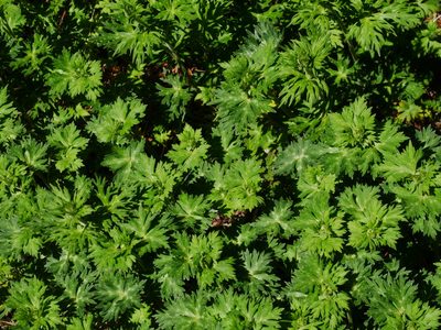 Aconitum fukutomei, photographed by Jacy Chen