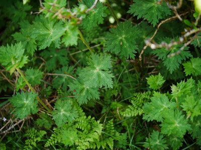 Aconitum fukutomei, photographed by Jacy Chen