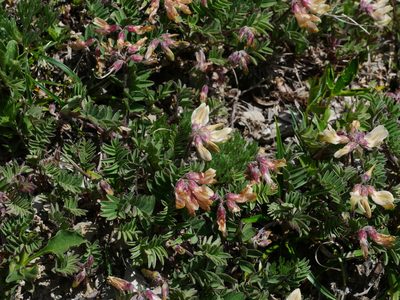 Astragalus nankotaizanensis, photographed by Jacy Chen