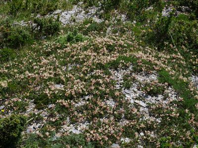 Astragalus nankotaizanensis, photographed by Jacy Chen