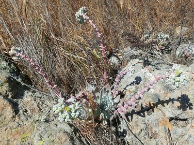 Dudleya greenei, photographed by Casey H. Richart