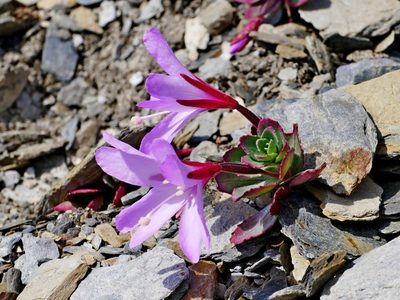 Epilobium nankotaizanense, photographed by Jacy Chen
