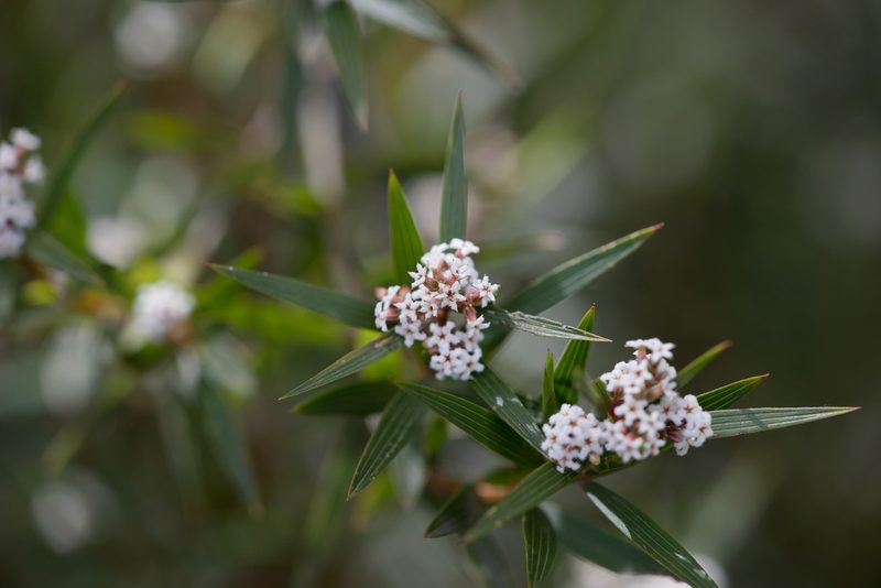 Leucopogon neurophyllus, photographed by Kym Nicolson