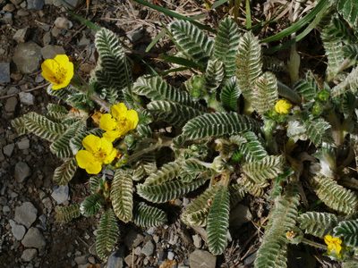Argentina tugitakensis, photographed by Jacy Chen