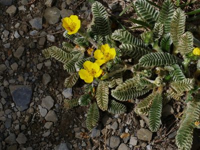 Argentina tugitakensis, photographed by Jacy Chen