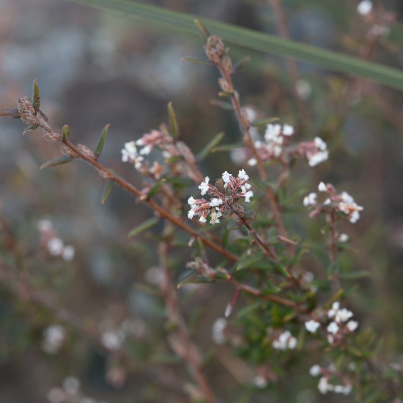 Leucopogon thymifolius, photographed by Kym Nicolson