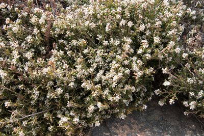 Leucopogon thymifolius, photographed by Kym Nicolson