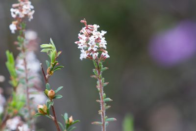 Leucopogon thymifolius, photographed by Kym Nicolson