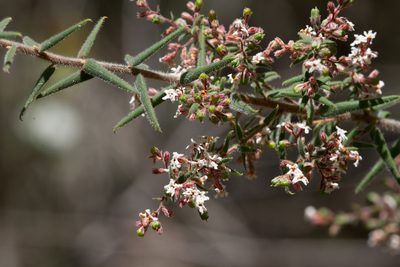 Leucopogon thymifolius, photographed by Kym Nicolson