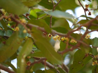 Sageraea laurina, photographed by Dinesh Valke