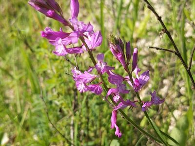 Polygala major, photographed by Zoltán Stekkelpak