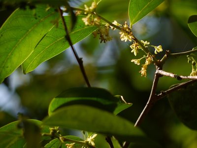 Glochidion hohenackeri, photographed by Dinesh Valke