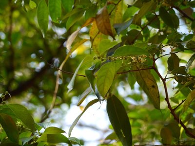 Glochidion hohenackeri, photographed by Dinesh Valke