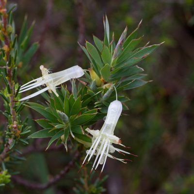 Styphelia adscendens, photographed by Kym Nicolson