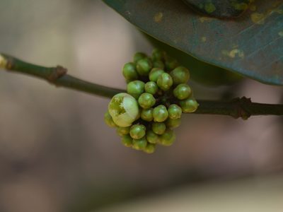 Garcinia talbotii, photographed by Dinesh Valke