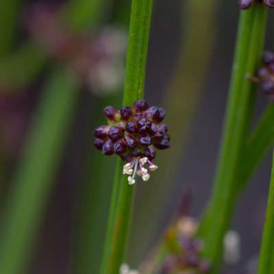 Amperea xiphoclada, photographed by Kym Nicolson