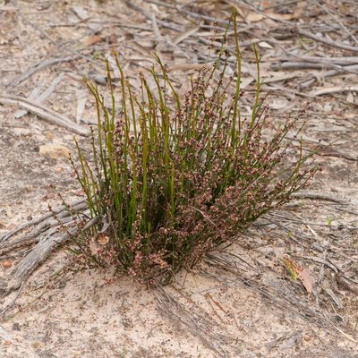 Amperea xiphoclada, photographed by Kym Nicolson