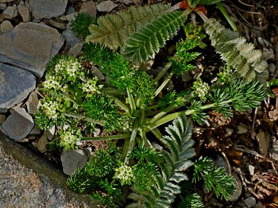 Chaerophyllum nanhuense, photographed by Jacy Chen