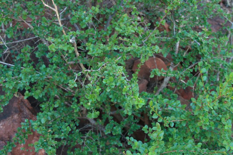 Antidesma parvifolium, photographed by Kym Nicolson