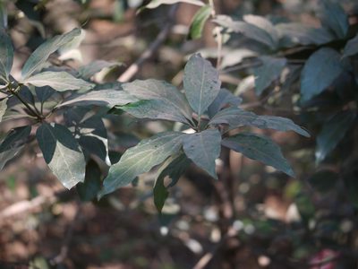 Neolitsea zeylanica, photographed by Dinesh Valke